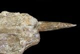 Xiphactinus Jaw Section With Tooth - Smoky Hill Chalk, Kansas #64314-3